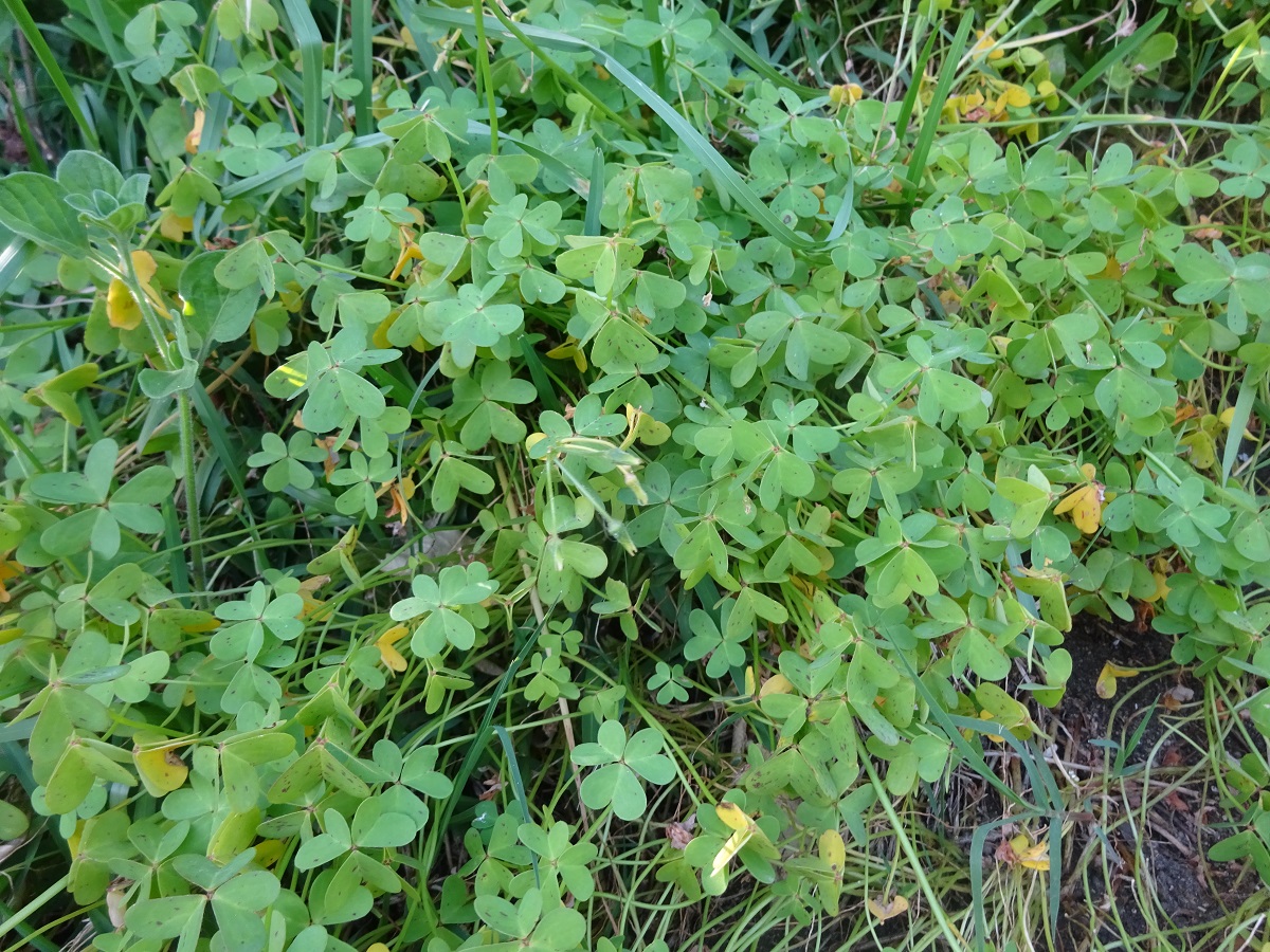 Oxalis pes-caprae (Oxalidaceae)